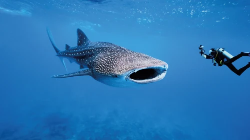 Best Cancun excursions: swimming with whale sharks near Cancun