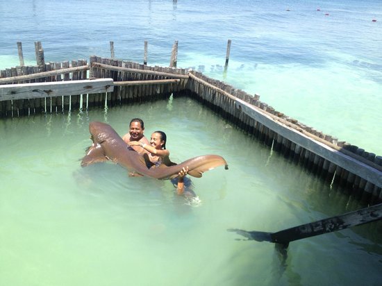 Swimming with whale sharks near Isla Mujeres Mexico